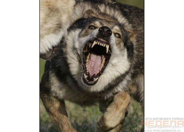 Зубастый капкан. Жителей Совьяков пугают волк и стая собак